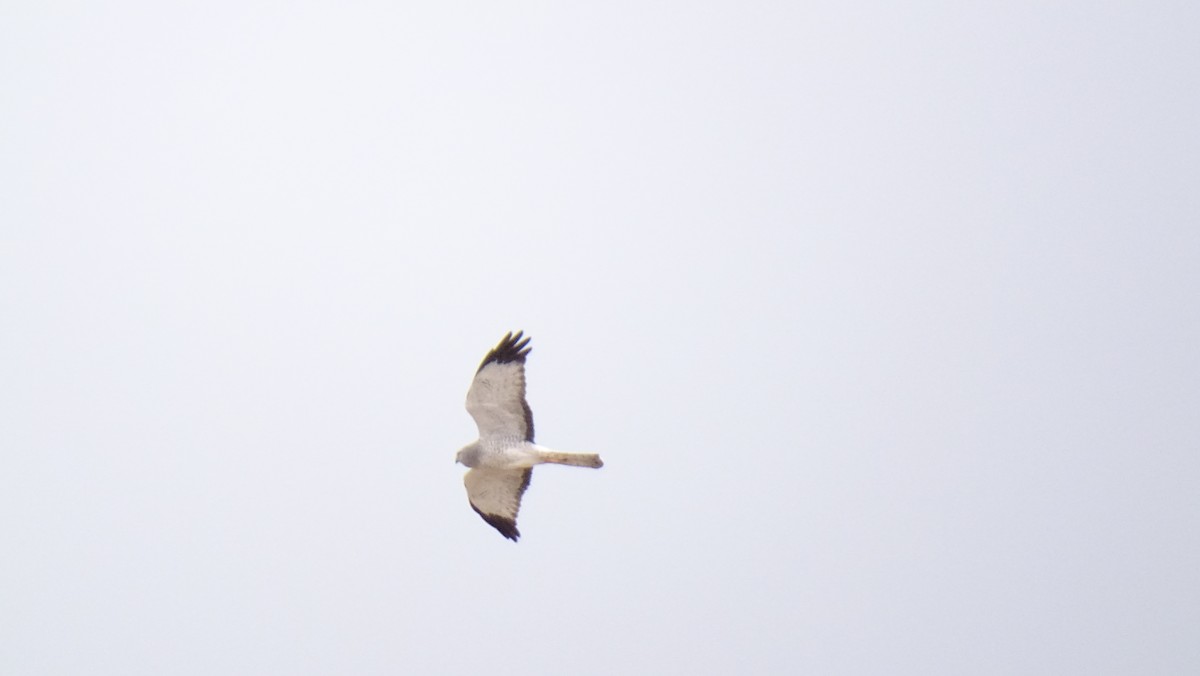 Northern Harrier - ML538436191