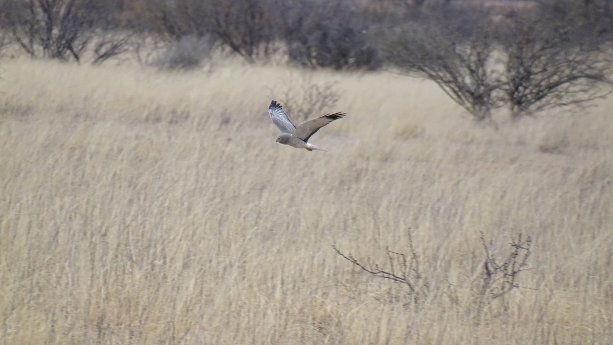 Northern Harrier - ML538436201