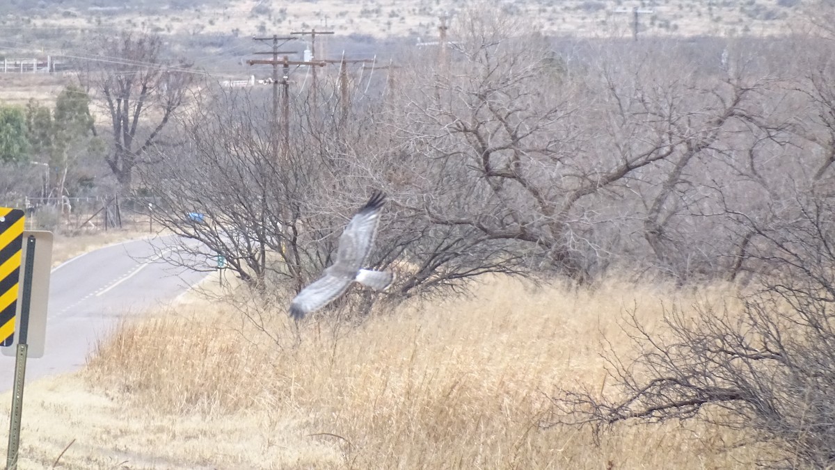 Northern Harrier - ML538436211