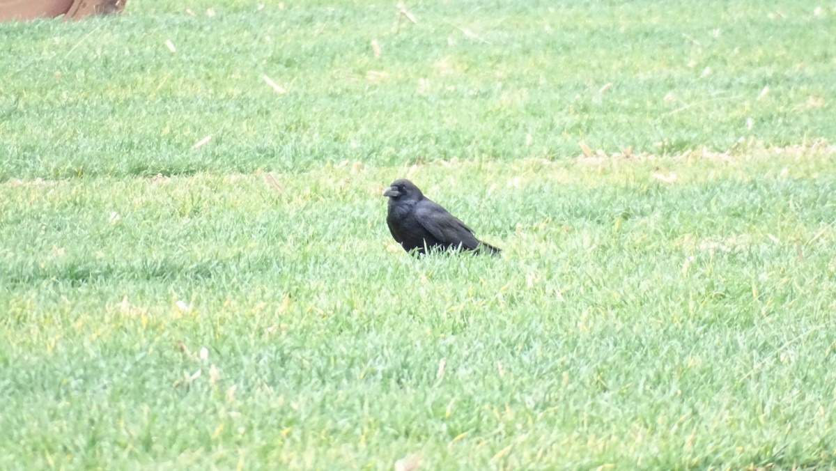 Corbeau à cou blanc - ML538436581