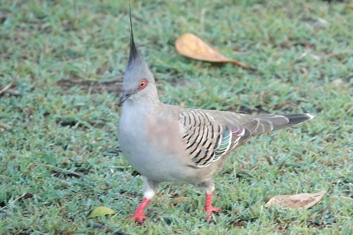 Crested Pigeon - Peter Woodall