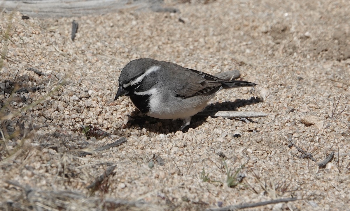 Black-throated Sparrow - Monica P