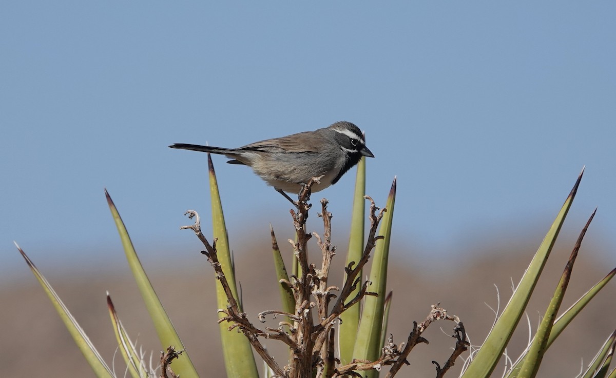 Black-throated Sparrow - ML538437281