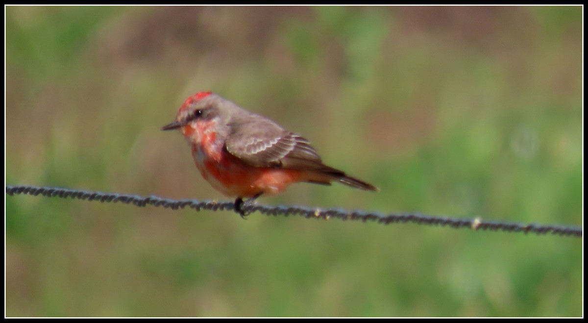 Vermilion Flycatcher - ML538437551