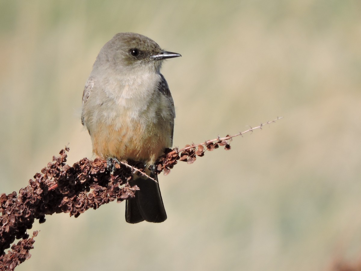 Say's Phoebe - ML53843791