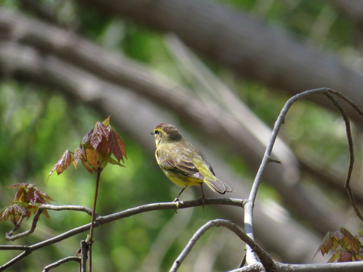 Palmenwaldsänger - ML53843801