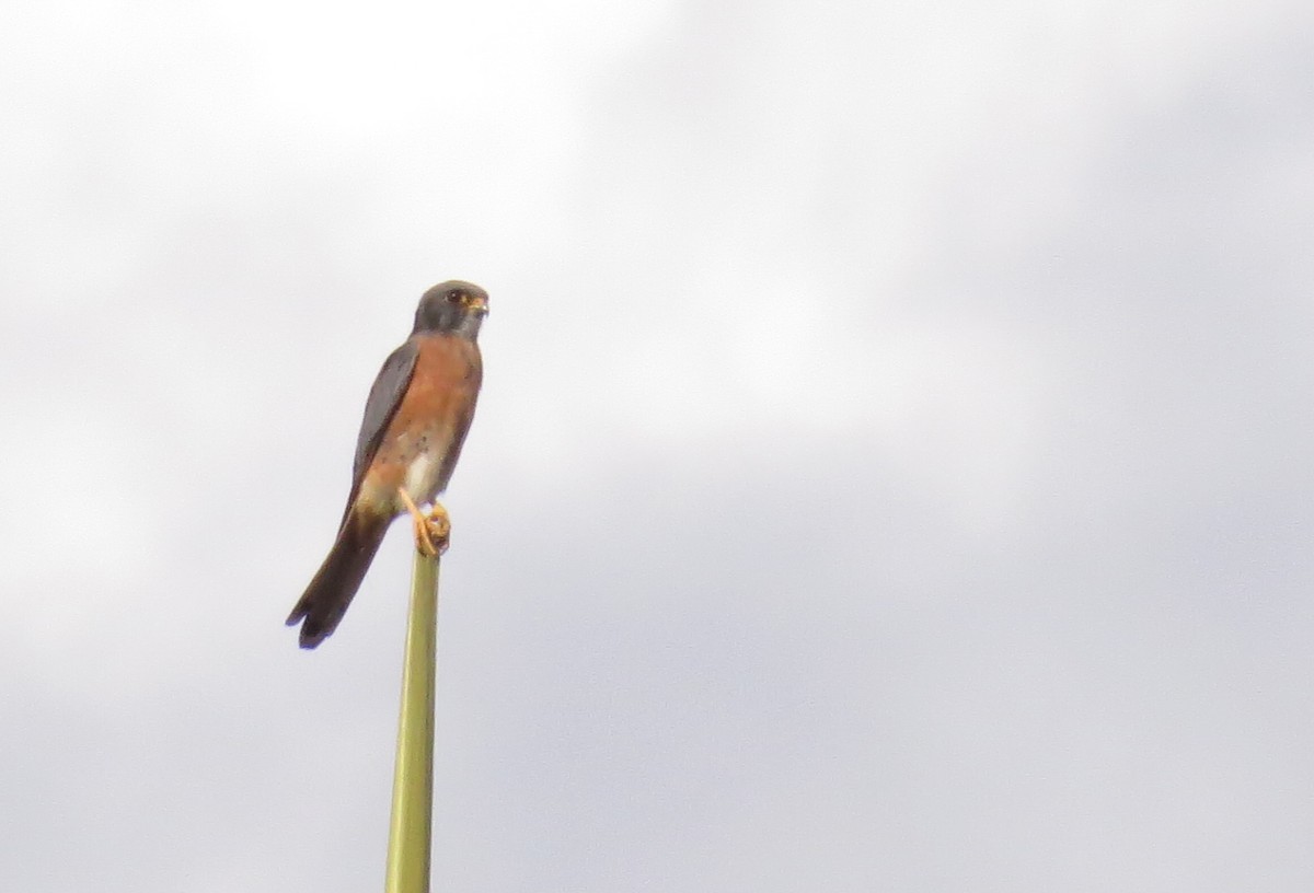 American Kestrel (Cuban) - Anne Heyerly