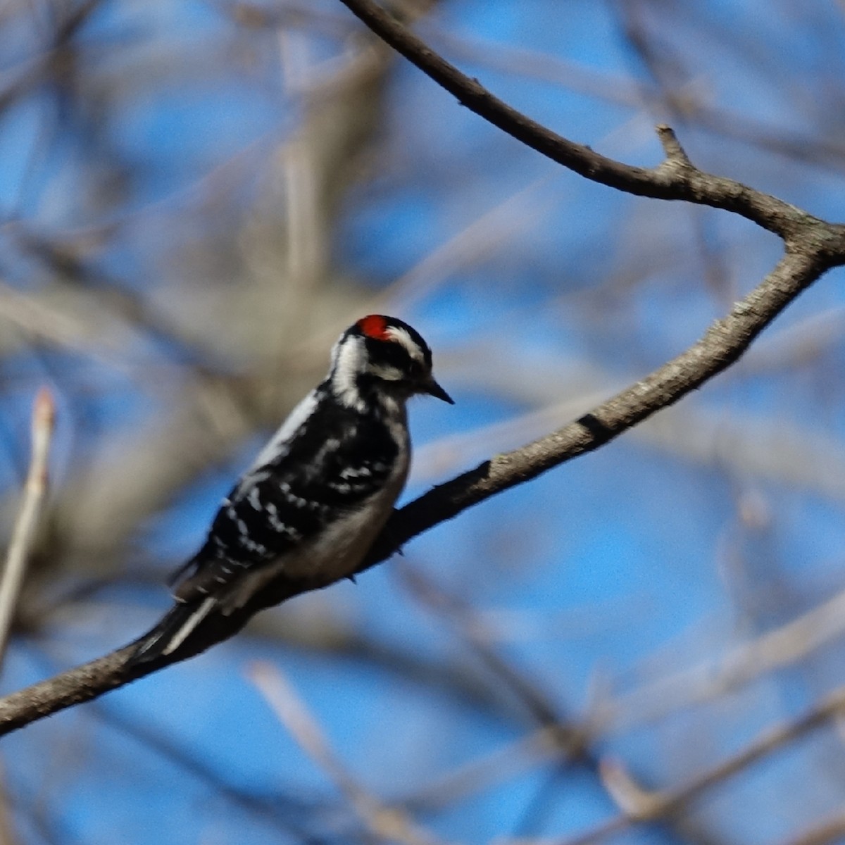 Downy Woodpecker - ML538438461