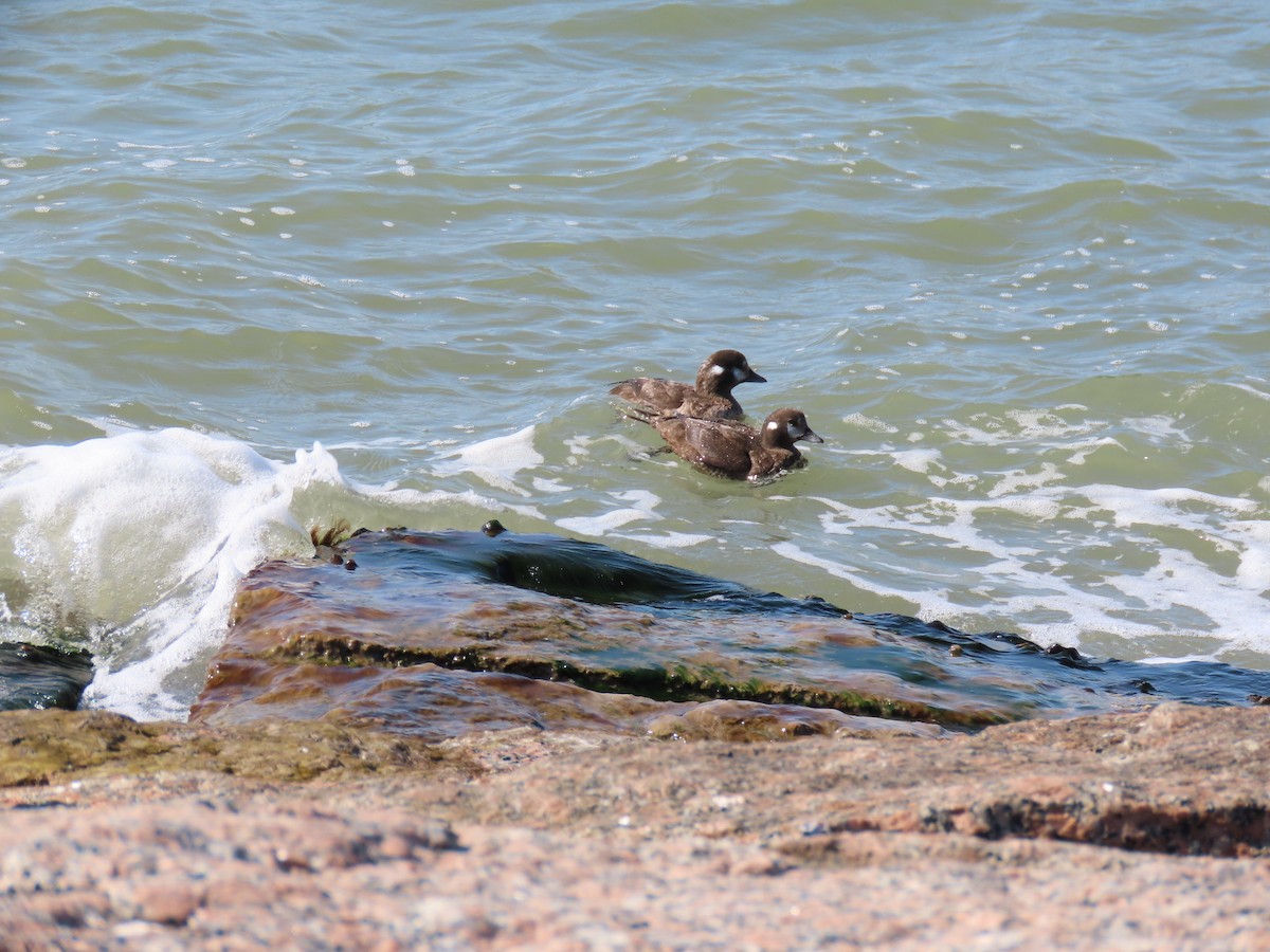 Harlequin Duck - ML538438471