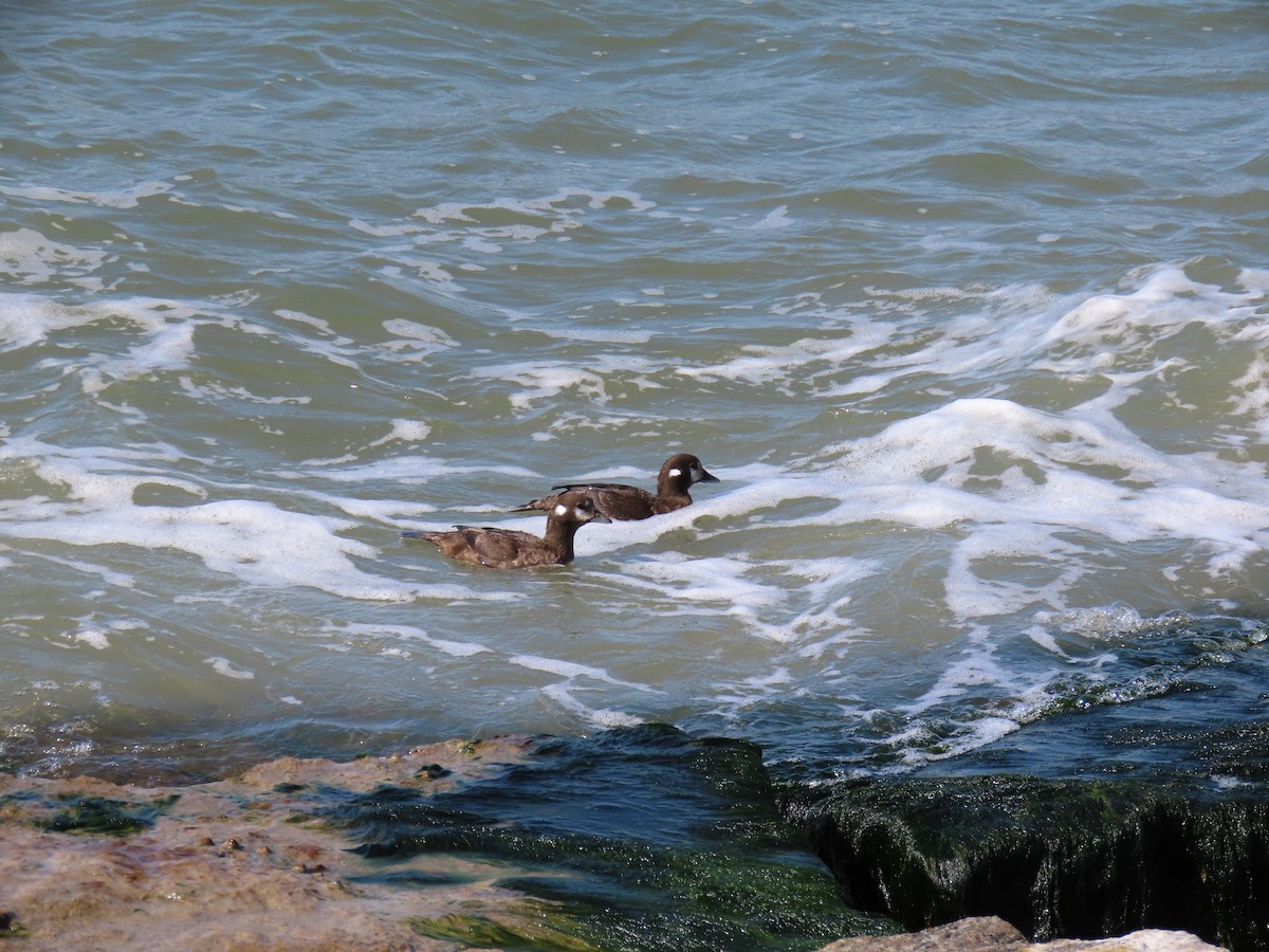 Harlequin Duck - ML538438481