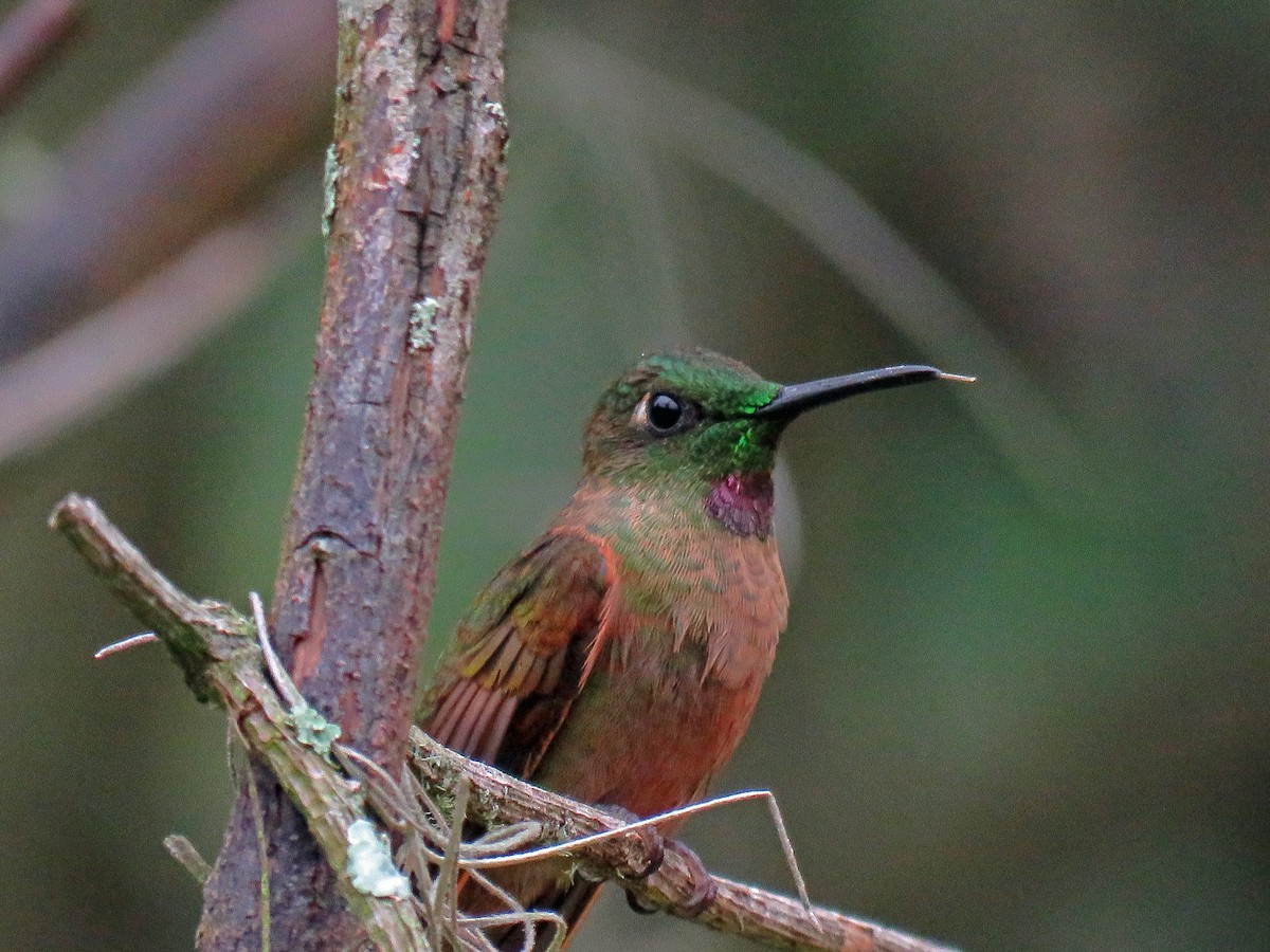 kolibřík hnědobřichý - ML538439641
