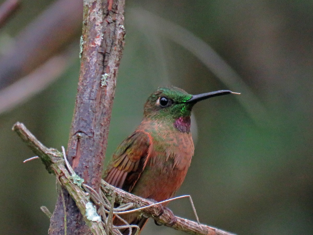 Fawn-breasted Brilliant - ML538439641