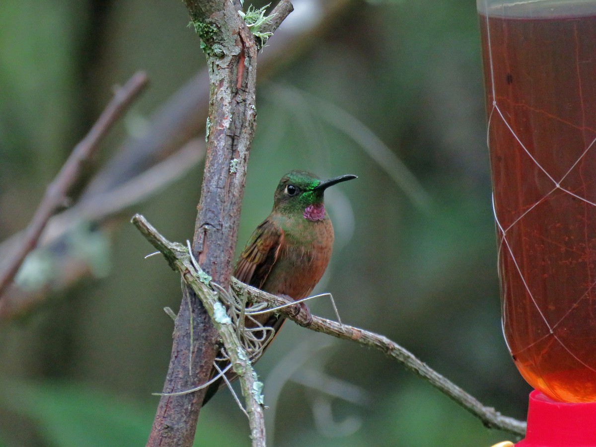 Fawn-breasted Brilliant - ML538439651