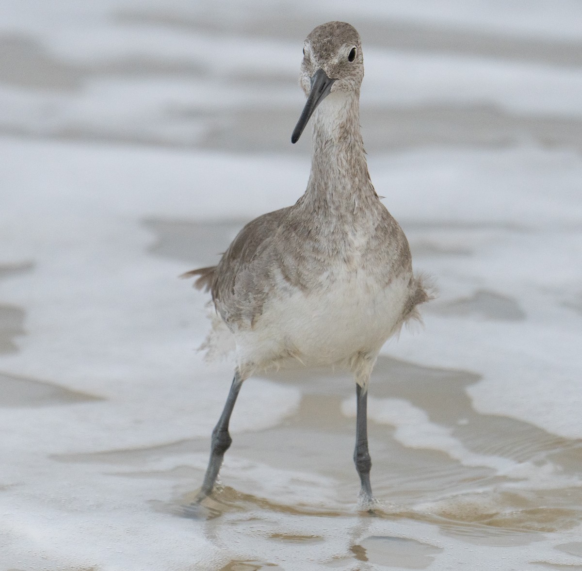 Willet - ML538440301