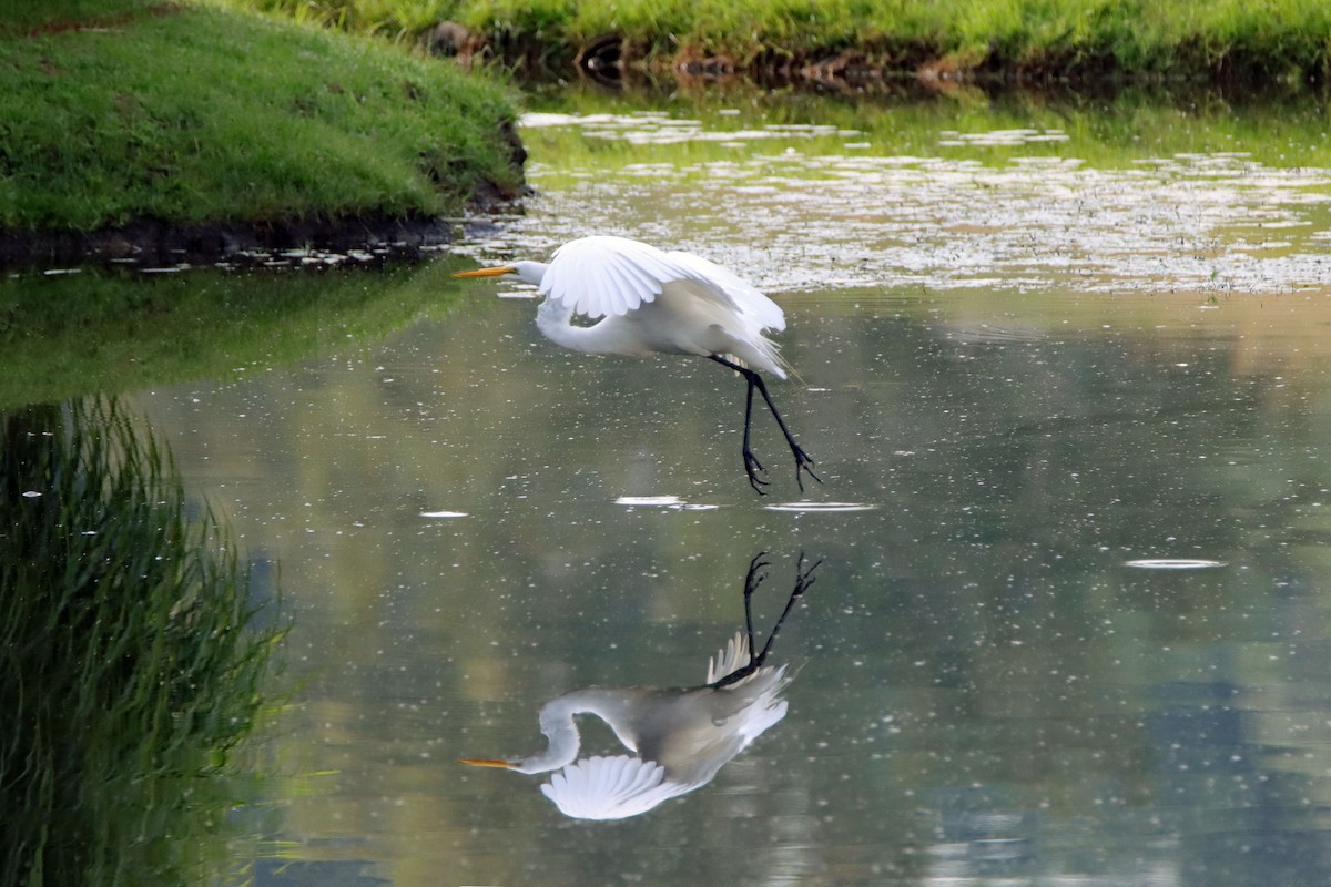 Great Egret - Arthur Krasniewicz