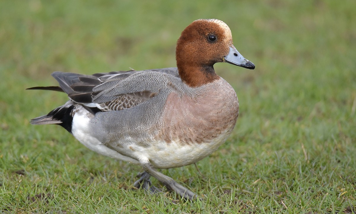 Eurasian Wigeon - Nick  Park