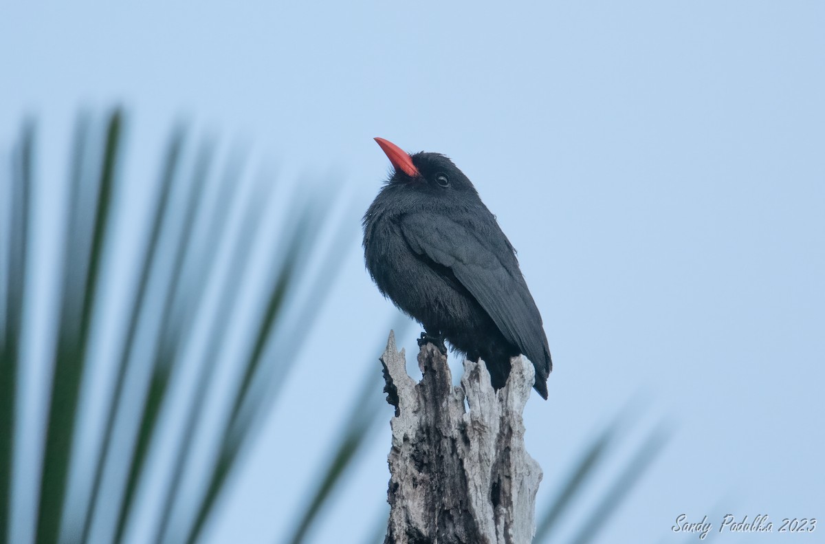 Black-fronted Nunbird - ML538447611