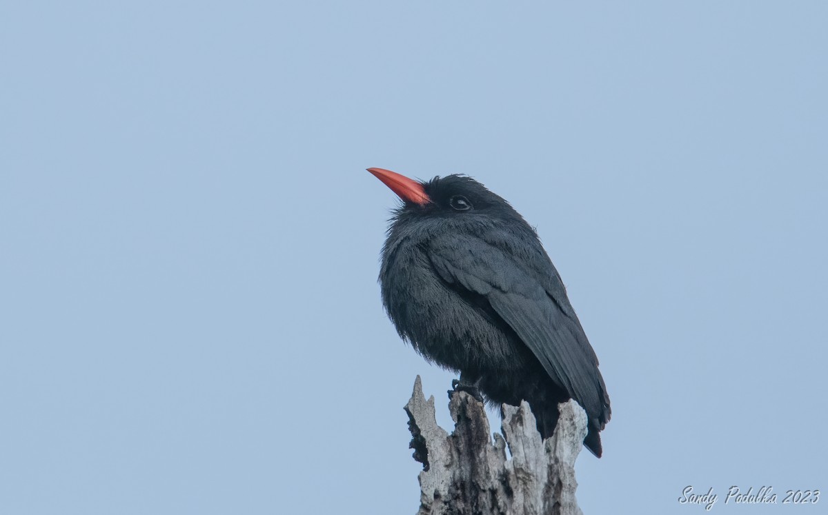 Black-fronted Nunbird - Sandy Podulka