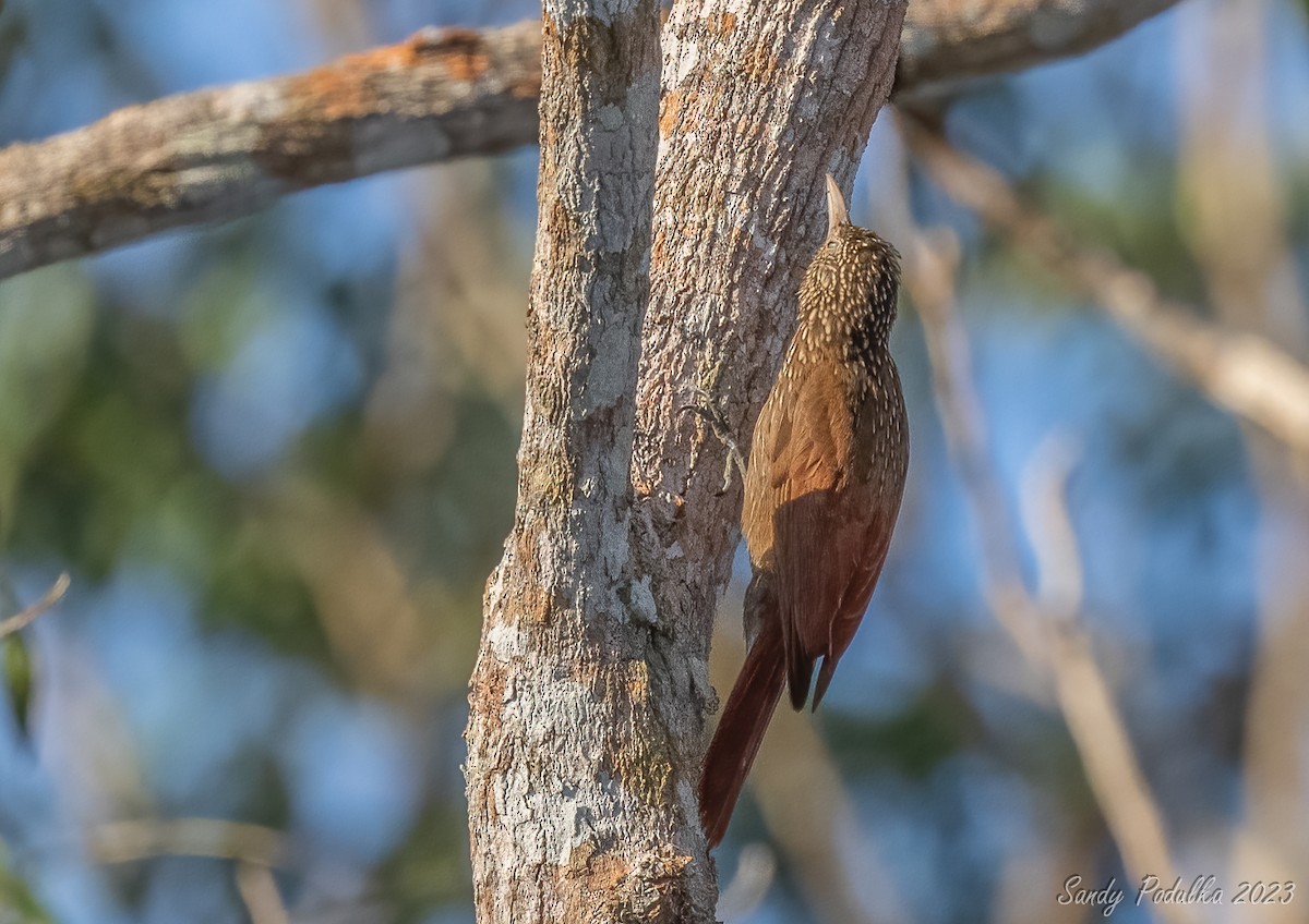 Striped Woodcreeper - Sandy Podulka