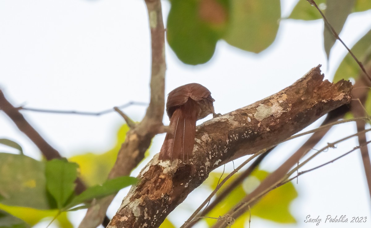 Red-billed Scythebill - Sandy Podulka