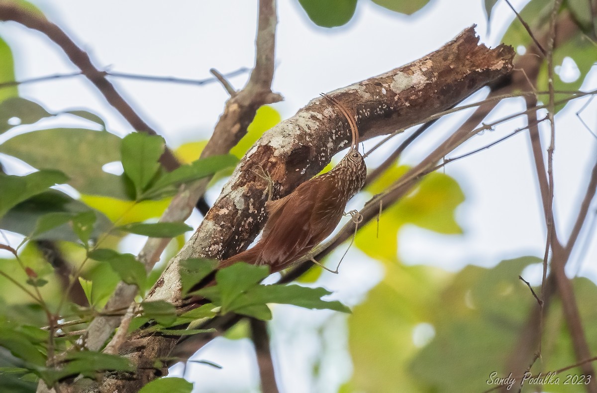 Red-billed Scythebill - ML538448101