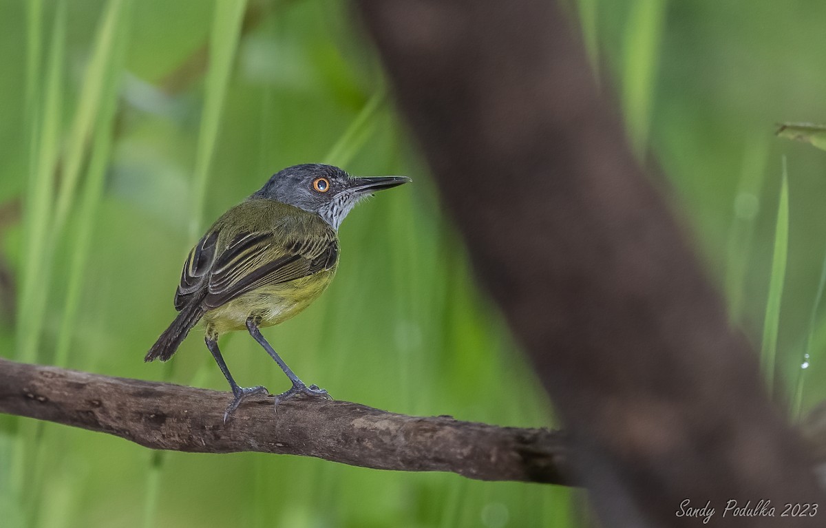 Spotted Tody-Flycatcher - ML538448131