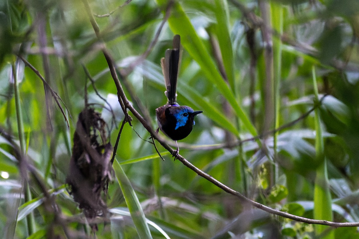 Variegated Fairywren - ML538448881