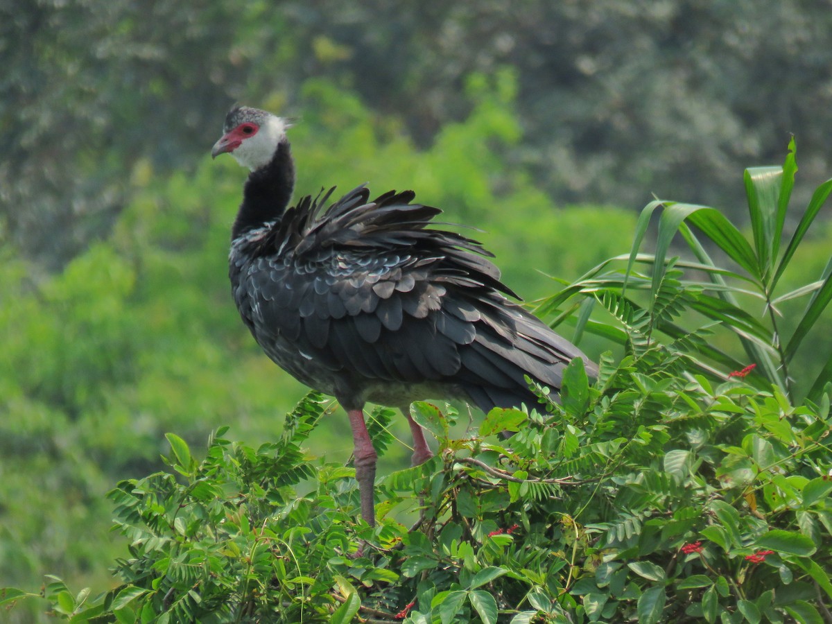 Northern Screamer - ML538448911