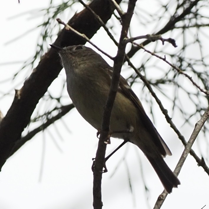 Yellow-rumped Warbler - ML538449451