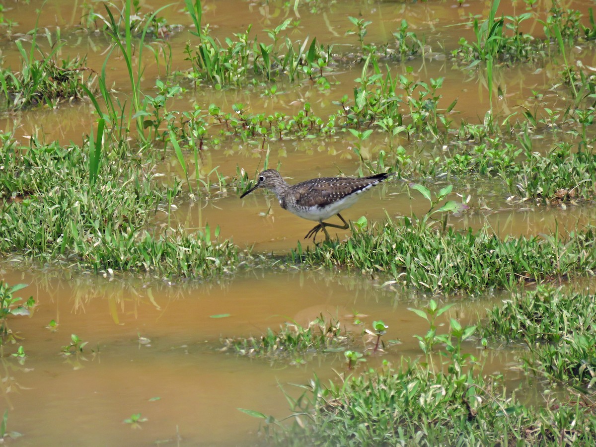 Solitary Sandpiper - ML538449591