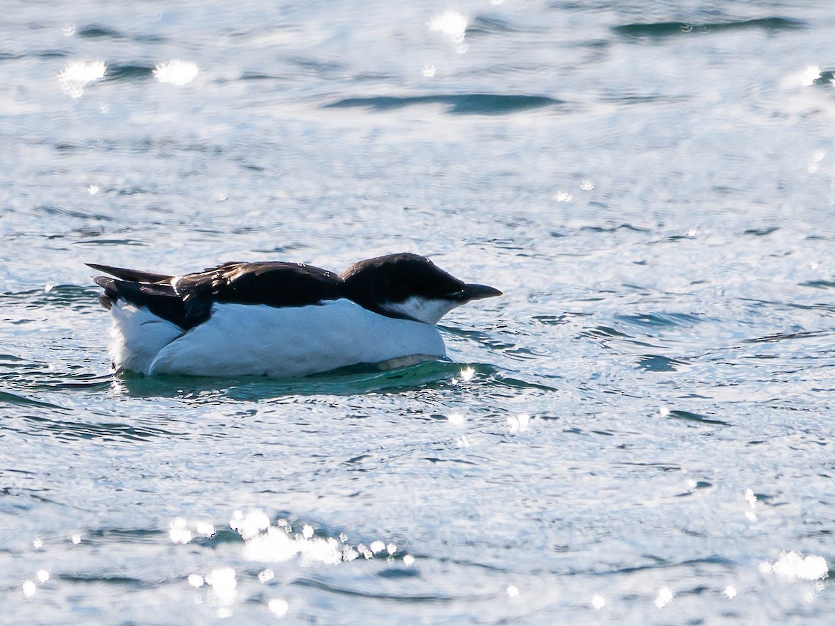 Thick-billed Murre - ML538452121