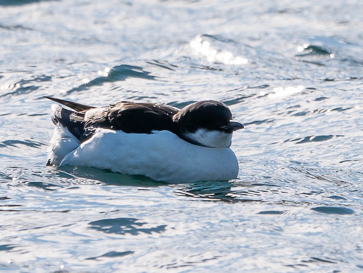 Thick-billed Murre - ML538452131