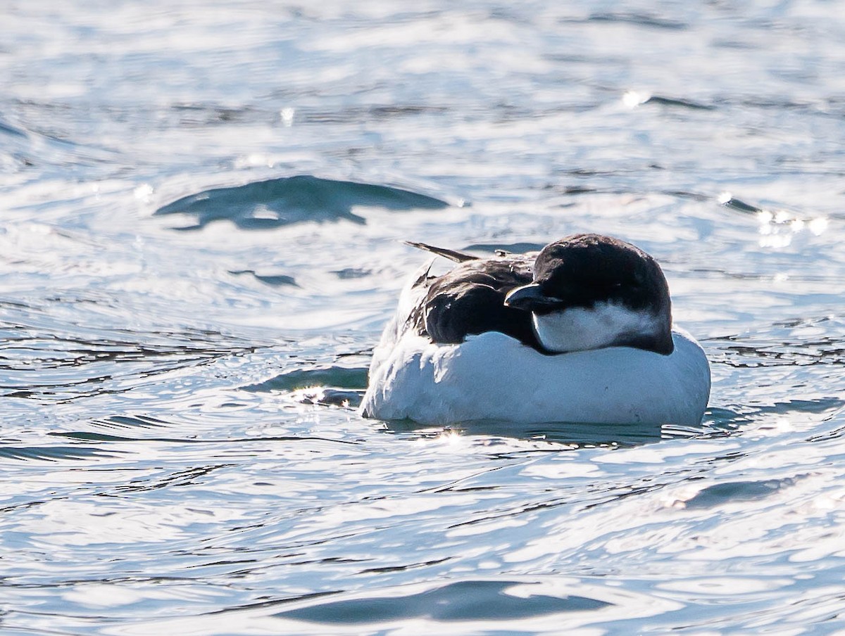 Thick-billed Murre - ML538452141