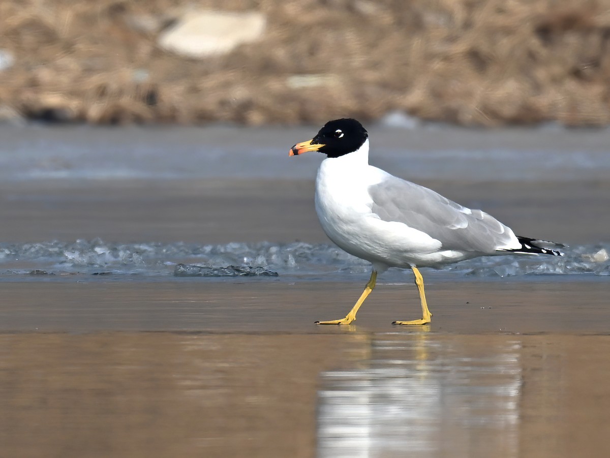 Pallas's Gull - ML538452391