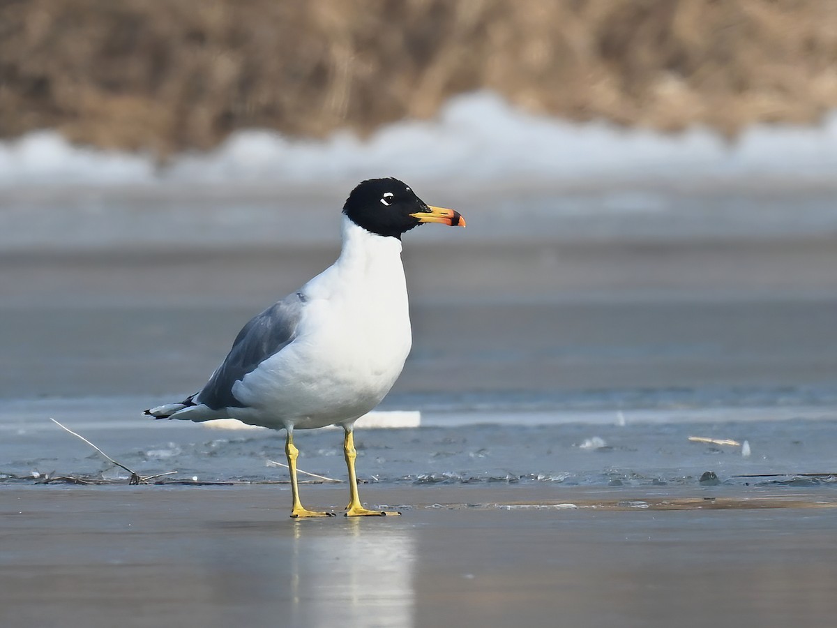 Pallas's Gull - ML538452601