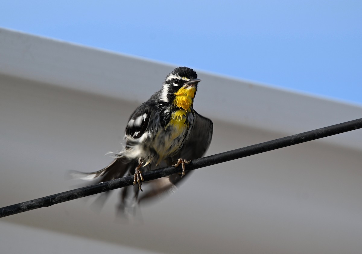 Yellow-throated Warbler - ML538454361
