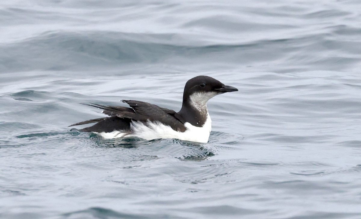 Thick-billed Murre - ML538455031