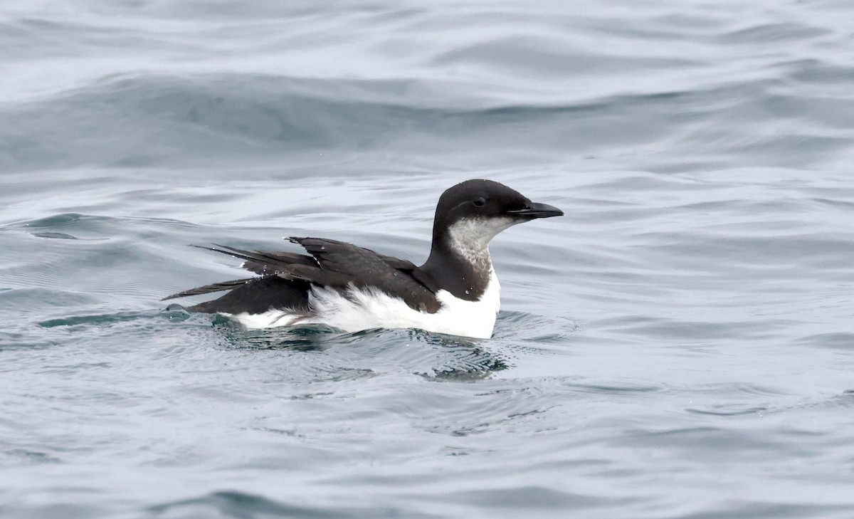 Guillemot de Brünnich - ML538455031