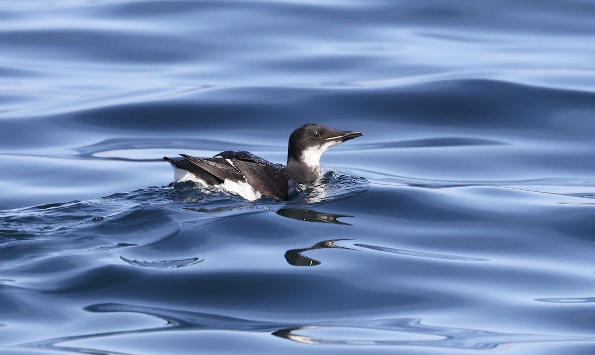 Thick-billed Murre - ML538455551