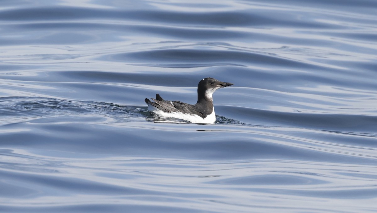 Thick-billed Murre - ML538455561