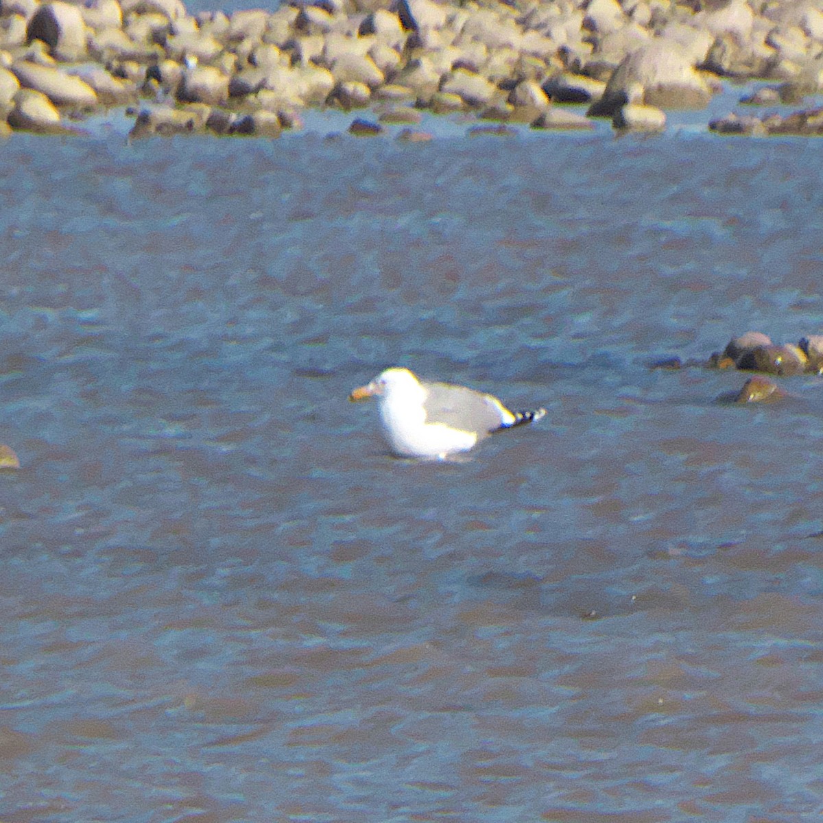 California Gull - ML538455851