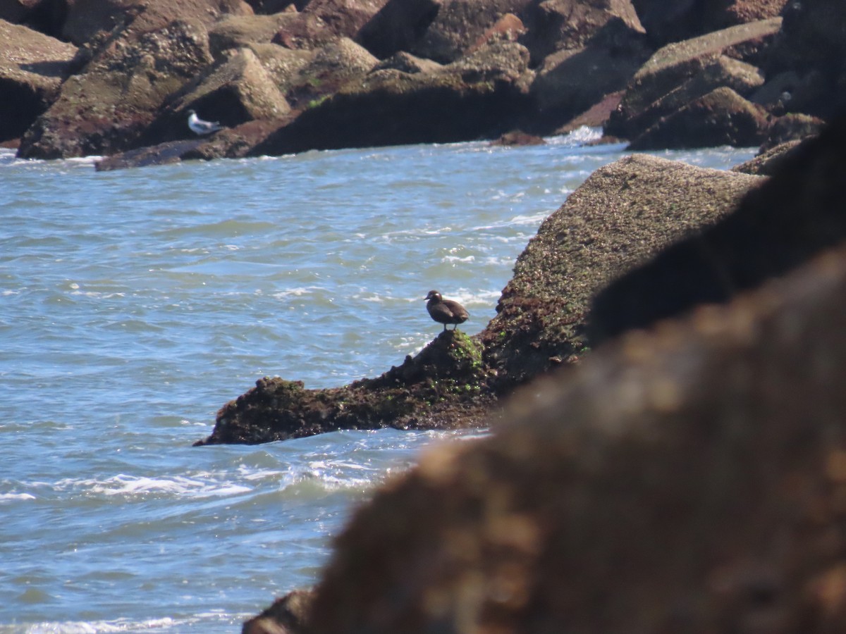 Harlequin Duck - ML538457521