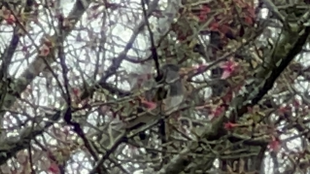 Dark-eyed Junco - ML538459031