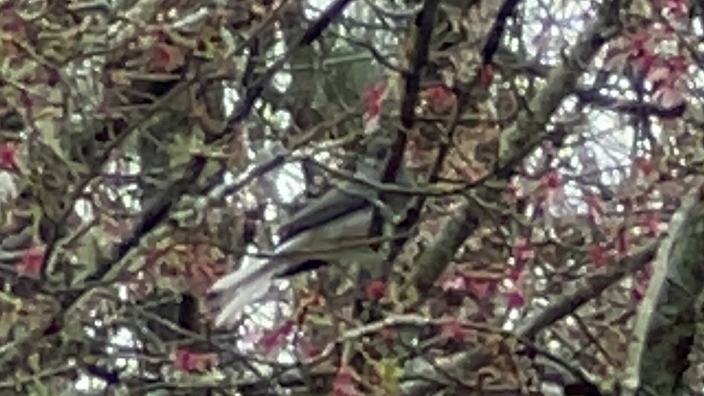 Dark-eyed Junco - ML538459041