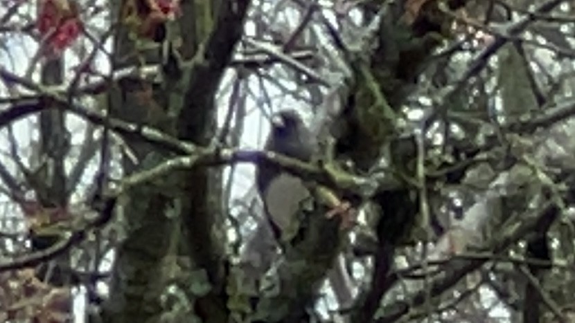 Dark-eyed Junco - ML538459051