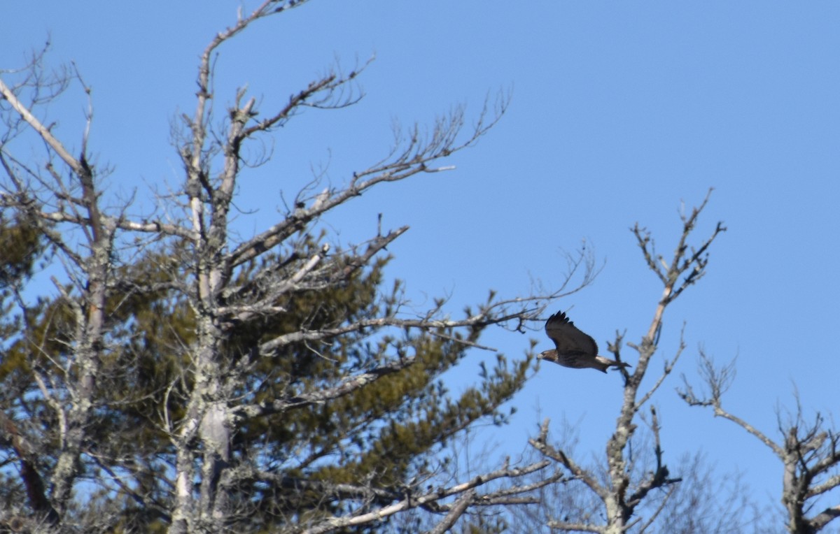 Red-tailed Hawk - ML538459631