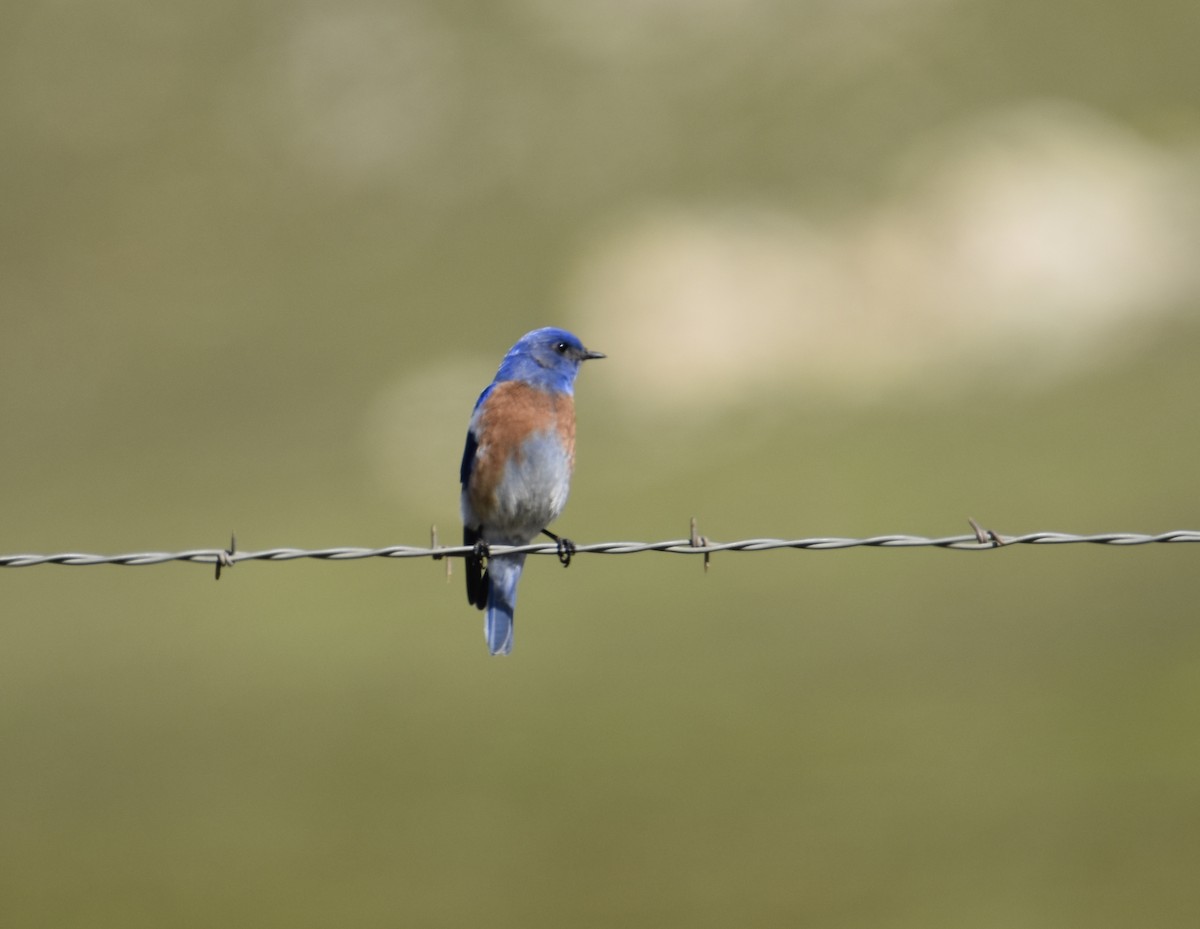 Western Bluebird - ML538459721