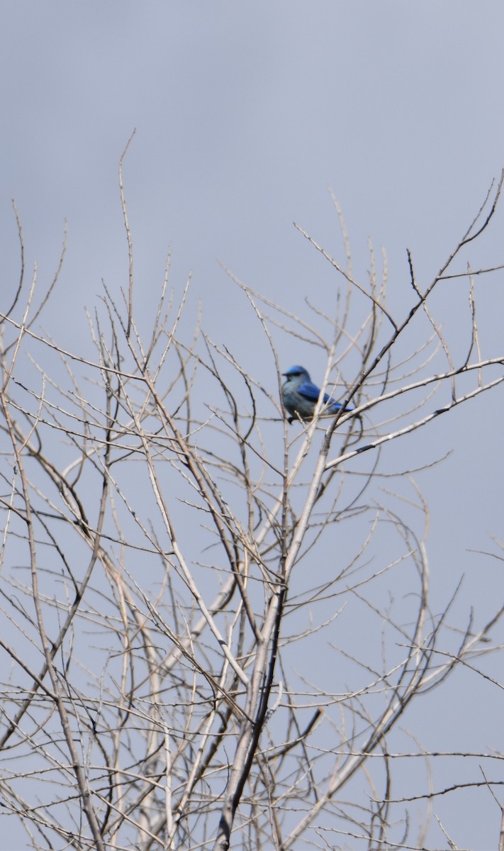 Mountain Bluebird - ML538459781