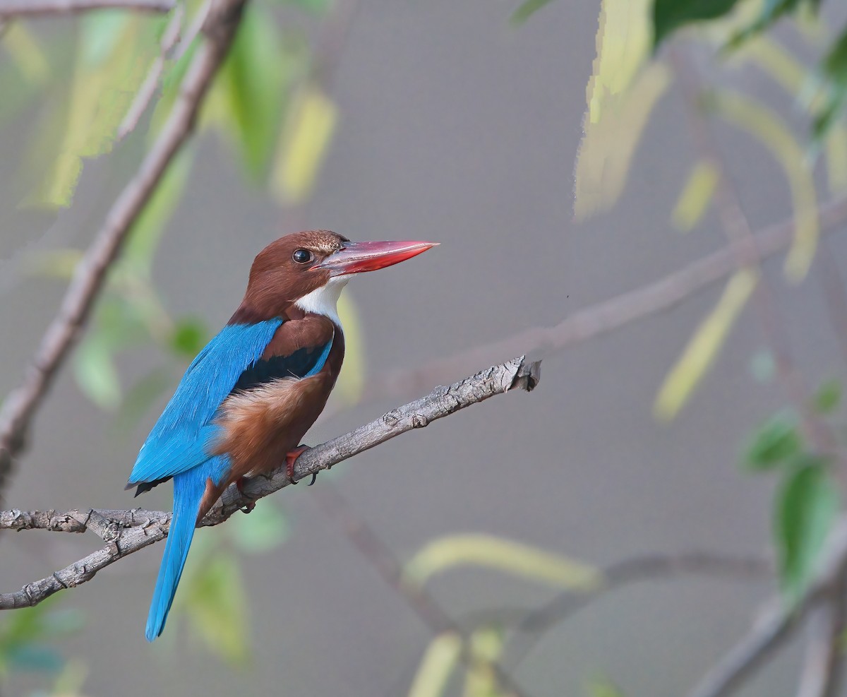 White-throated Kingfisher - ML538461021