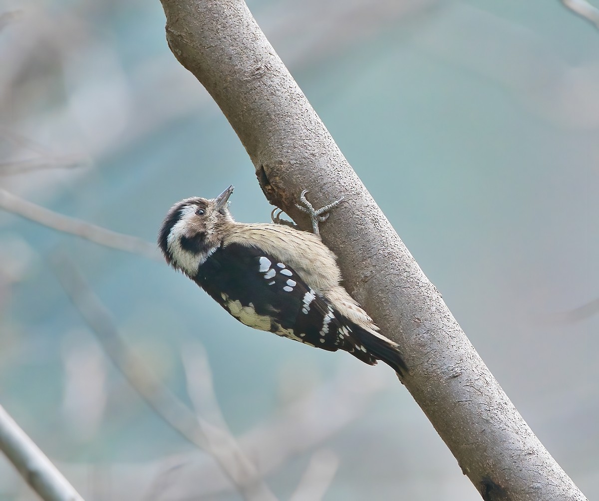 Gray-capped Pygmy Woodpecker - ML538461331